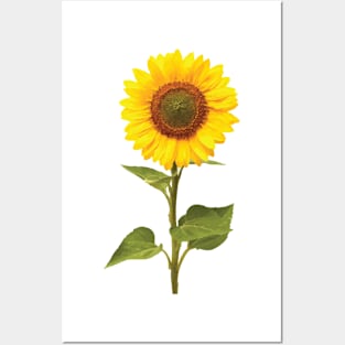 Sunflower Posters and Art